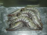 BLACK TIGER SHRIMP 